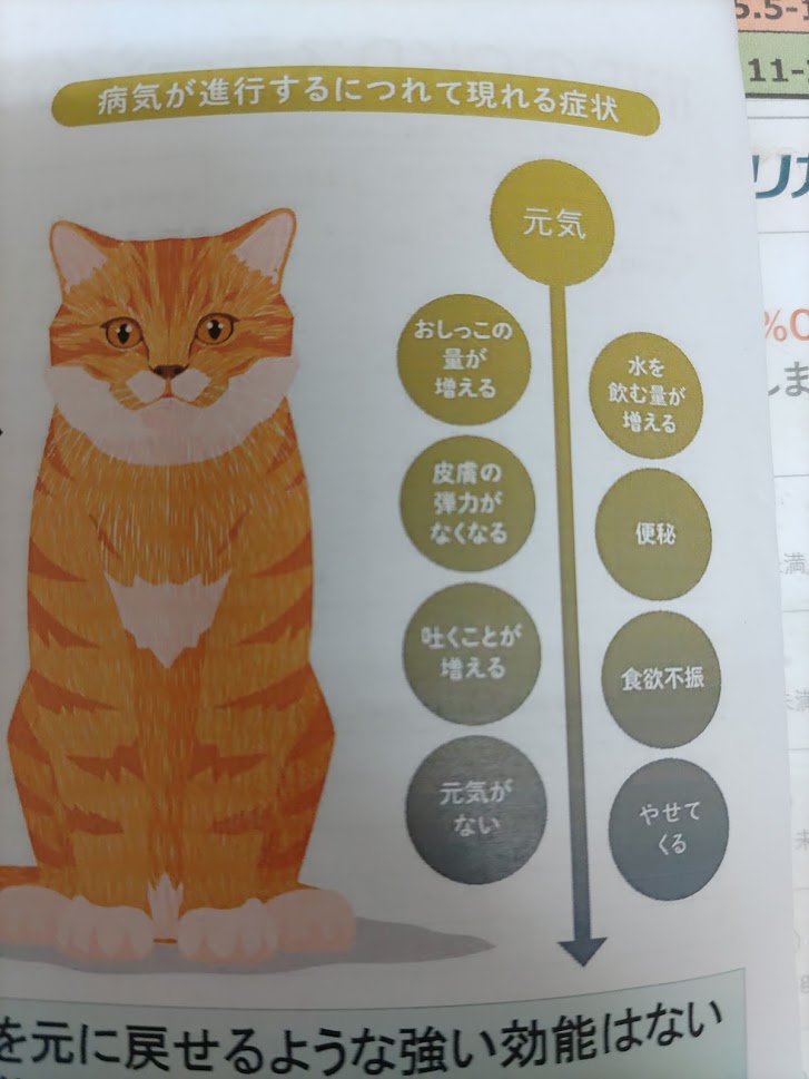 猫の慢性腎臓病ステージ  ベルどうぶつクリニック